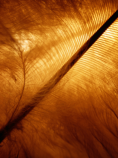 An close up abstract image of a feather.